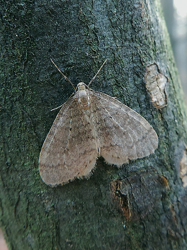 jesenica jesenná / píďalka podzimní Operophtera brumata Linnaeus, 1758