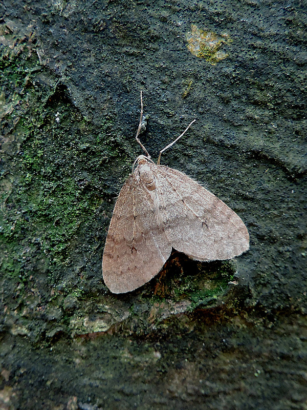 jesenica jesenná / píďalka podzimní Operophtera brumata Linnaeus, 1758