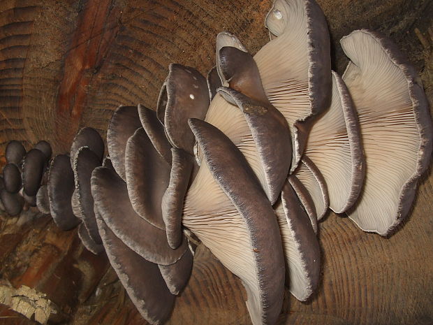 hliva ustricovitá Pleurotus ostreatus (Jacq.) P. Kumm.