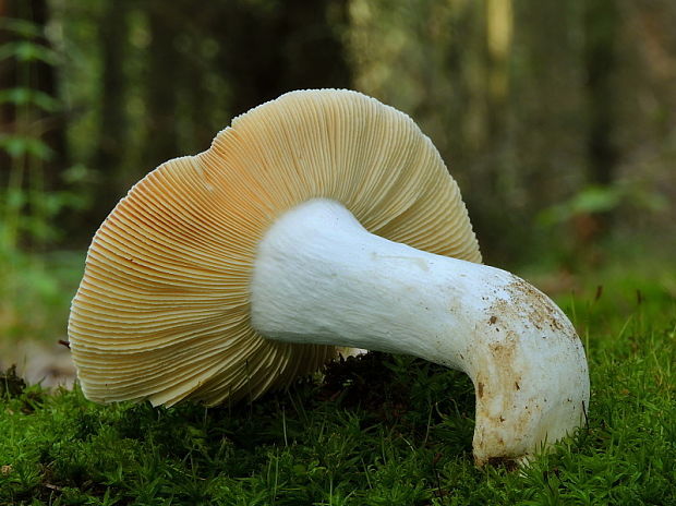 plávka rumencová Russula pseudointegra Arnould & Goris