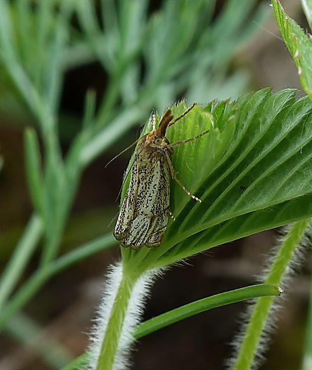 trávovec jarný Thisanotia chrysonuchella Scopoli, 1763