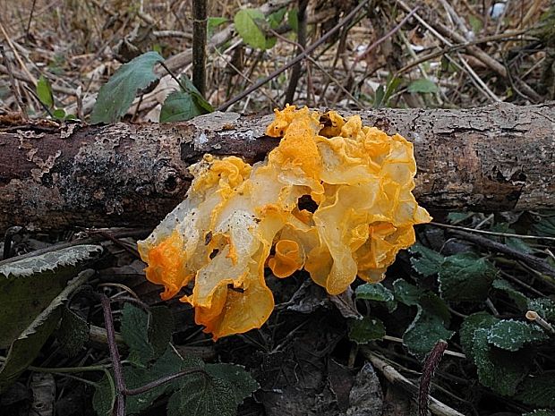 rôsolovka zlatožltá Tremella mesenterica Retz.