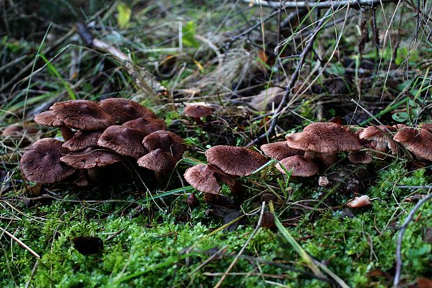 čírovka škridlicovitá Tricholoma vaccinum (Schaeff.) P. Kumm.