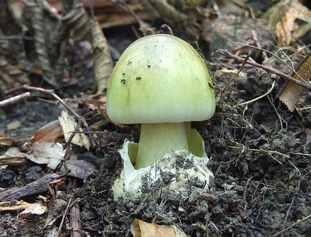 muchotrávka zelená Amanita phalloides (Vaill. ex Fr.) Link