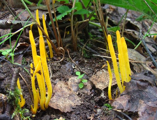 pakonárovka Clavulinopsis sp.