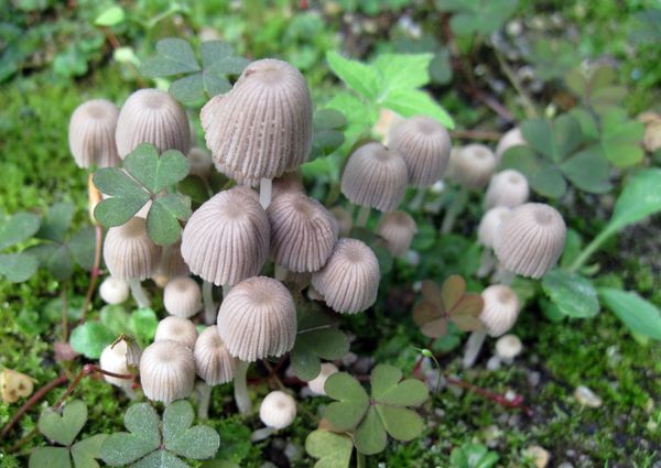 hnojník rozsiaty Coprinellus disseminatus (Pers.) J.E. Lange