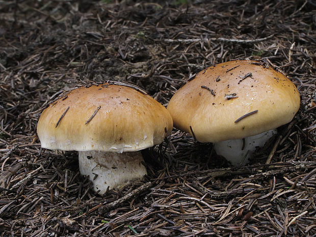 pavučinovec žemľový Cortinarius varius (Schaeff.) Fr.