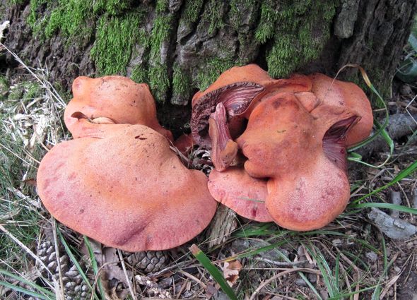 pečeňovec dubový Fistulina hepatica (Schaeff.) With.