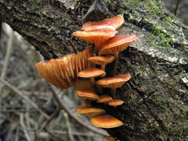 plamienka Flammulina sp.