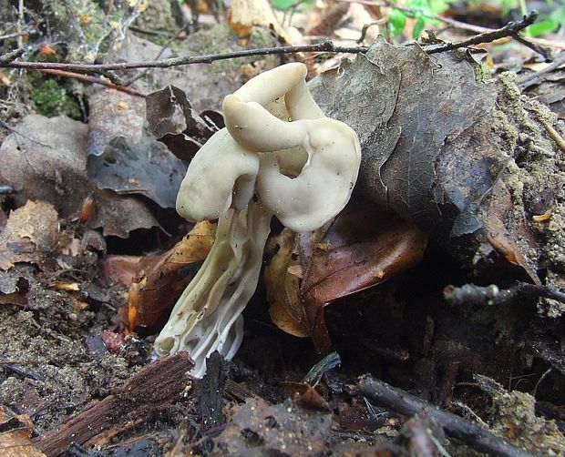 chriapač Helvella sp.