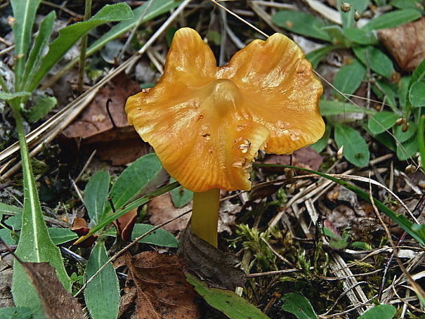 lúčnica hrotitá Hygrocybe acutoconica (Clem.) Singer