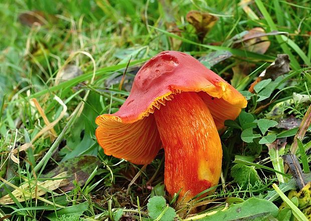 lúčnica granátovočervená Hygrocybe punicea (Fr.) P. Kumm.