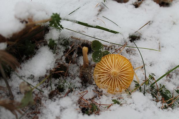 šťavnačka smrekovcová Hygrophorus lucorum Kalchbr.