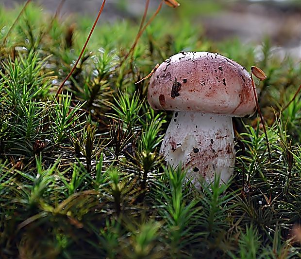 šťavnačka plávkovitá Hygrophorus russula (Schaeff.) Kauffman