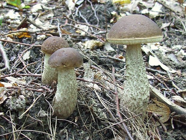 kozák hrabový Leccinum pseudoscabrum (Kallenb.) Šutara