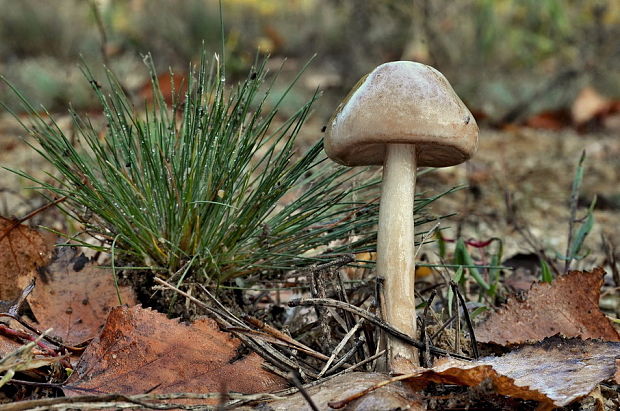 slizovnica obyčajná Limacella illinita (Fr.) Maire