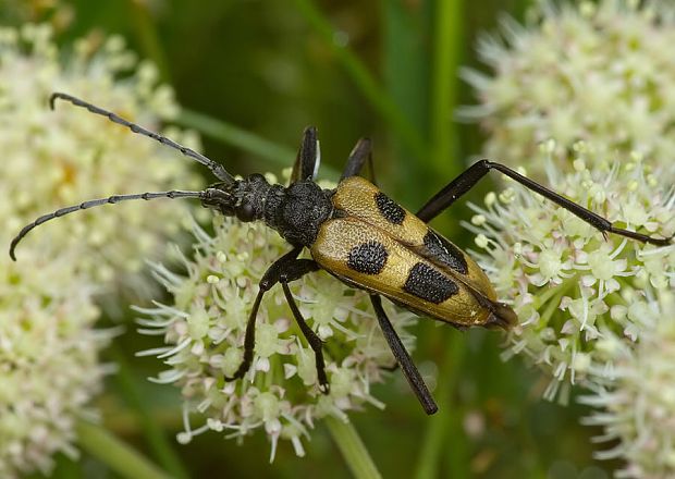 fuzáč štvorškvrnný Pachyta quadrimaculata