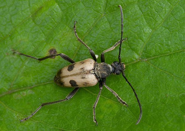 fuzáč rúbaniskový Pachytodes cerambyciformis