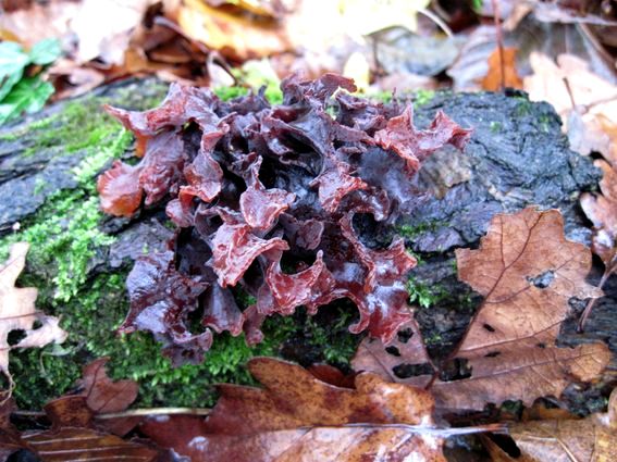 rôsolovka lupeňovitá Phaeotremella foliacea (Pers.) Wedin, J.C. Zamora & Millanes