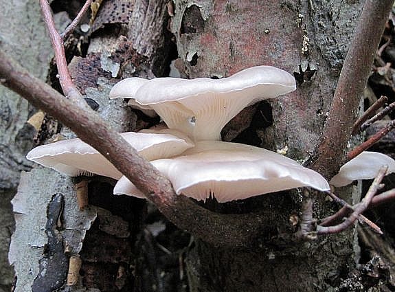 hliva buková Pleurotus pulmonarius (Fr.) Quél.