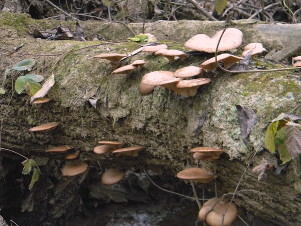 pňovka neskorá Sarcomyxa serotina (Pers.) P. Karst.