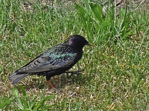 škorec obyčajný  /  špaček obecný Sturnus vulgaris Linnaeus, 1758