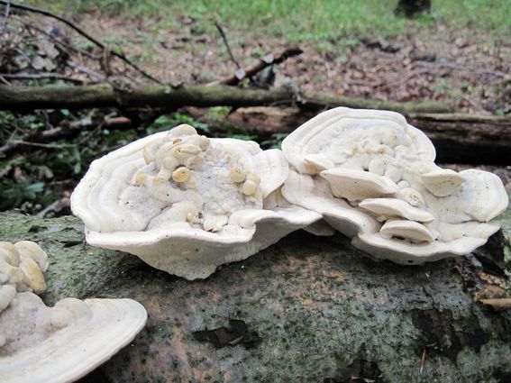 trúdnikovec hrbatý Trametes gibbosa (Pers.) Fr.