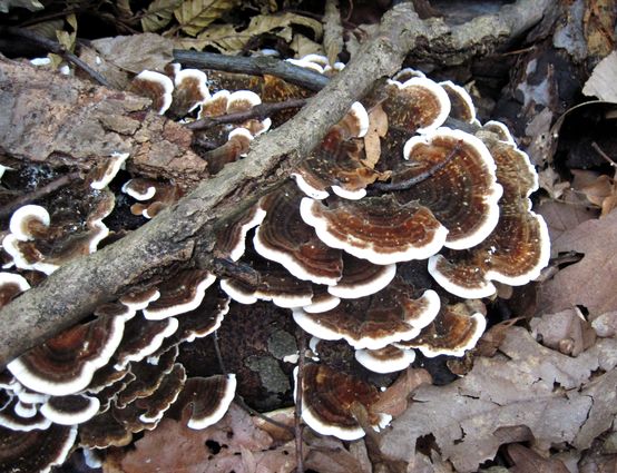 trúdnikovec pestrý Trametes versicolor (L.) Lloyd