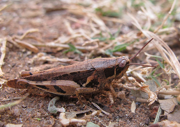 koníky Acridomorpha parvord.