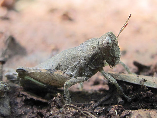 koníky Acridomorpha parvord.