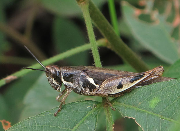 koníky Acridomorpha parvord.