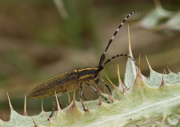 . Agapanthia cynarae