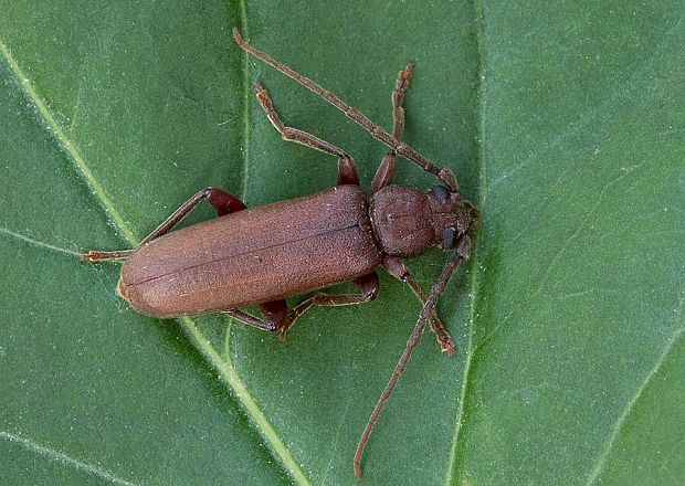 fuzáč hnedý Arhopalus rusticus