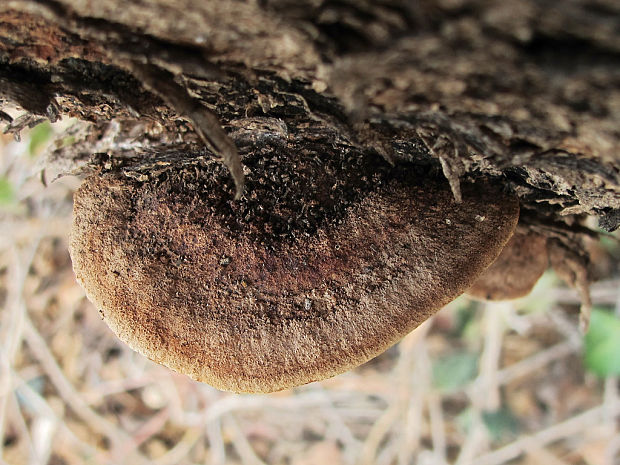 bazídiové huby Basidiomycota div.