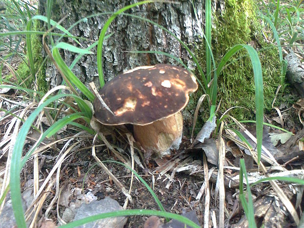 hríb bronzový Boletus aereus Bull. ex Fr.