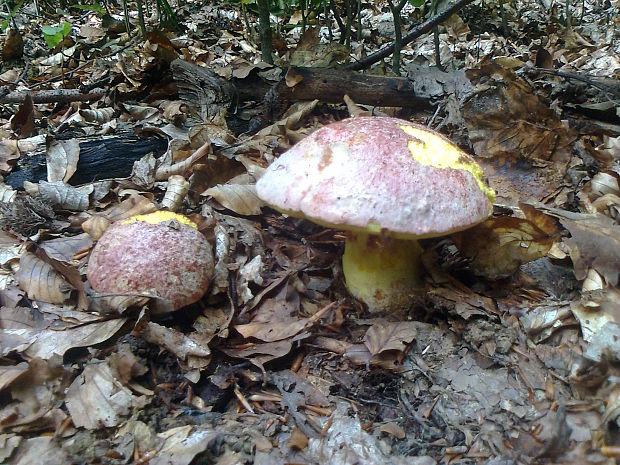 hríb kráľovský Butyriboletus regius (Krombh.) D. Arora & J.L. Frank