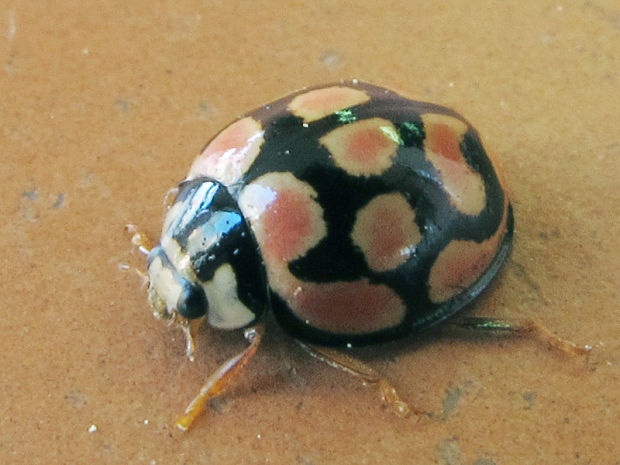 lienka Cheilomenes lunata