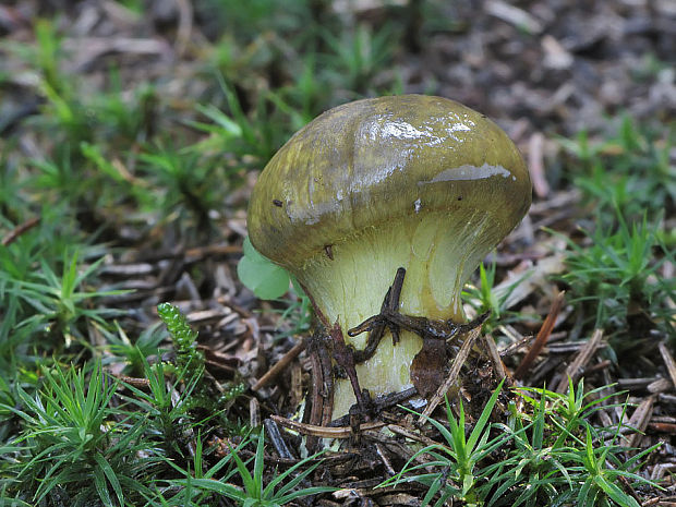 pavučinovec kopytníkový Cortinarius atrovirens Kalchbr.