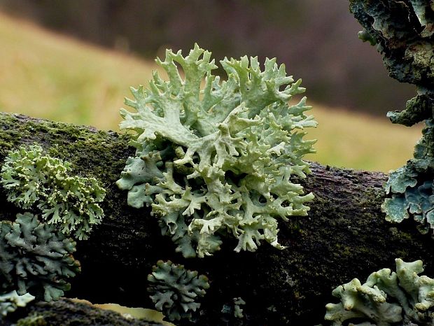 lišajníky Evernia sp.