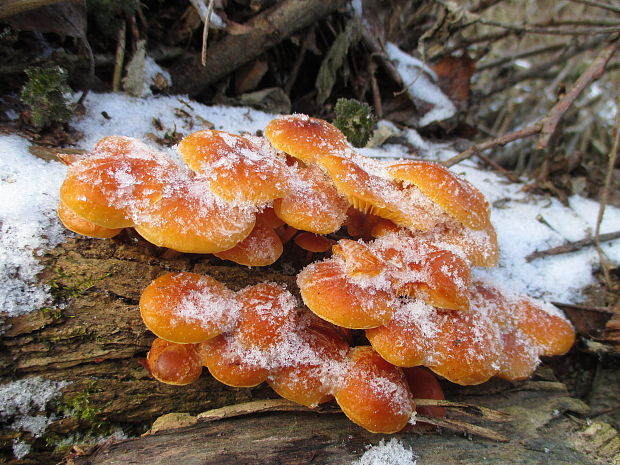 plamienka Flammulina sp.