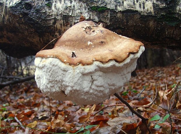 brezovník obyčajný Fomitopsis betulina (Bull.) B.K. Cui, M.L. Han & Y.C. Dai