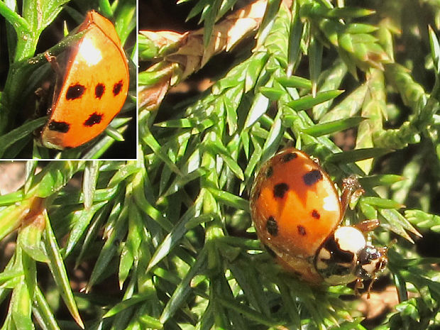 lienka východná Harmonia axyridis var. succinea