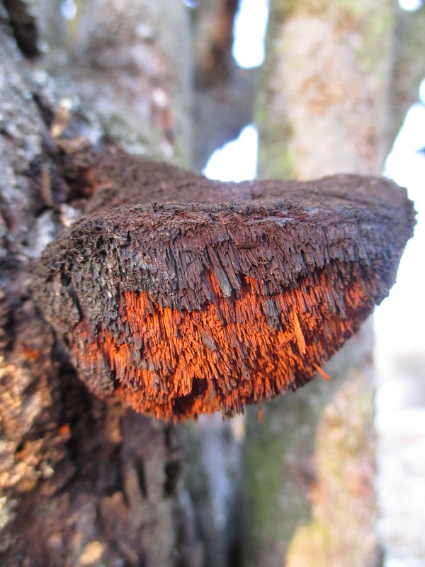 ryšavec srstnatý Inonotus hispidus (Bull.) P. Karst.