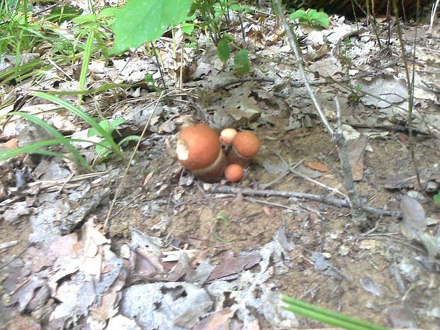 kozák dubový Leccinum aurantiacum (Bull.) Gray