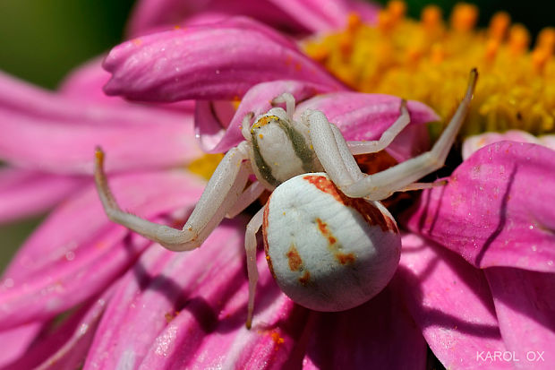 kvetárik dvojtvarý Misumena vatia