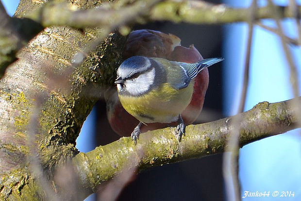 sýkorka belasá Parus caeruleus