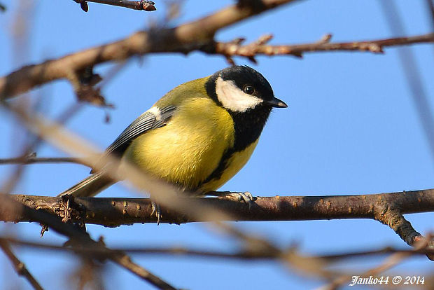 sýkorka veľká Parus major