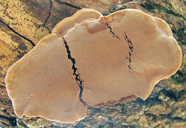 ohňovec Phellinus sp.