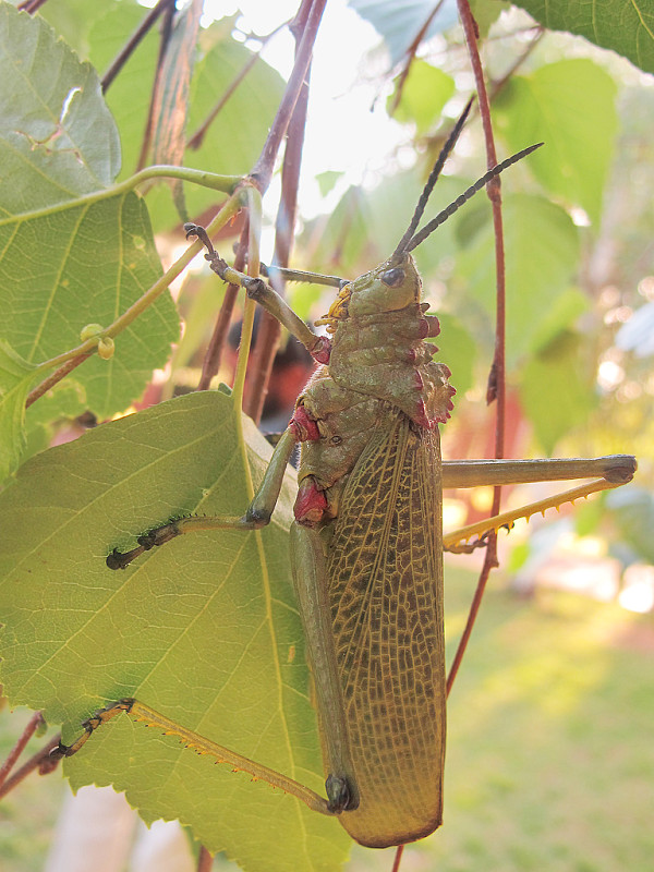 koník Phymateus viridipes