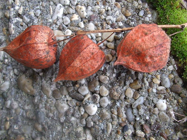 machovka čerešňová Physalis alkekengi L.